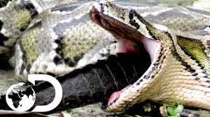 How A Snake Can Eat A Man Whole Man Eating Python Of Sulawesi Youtube