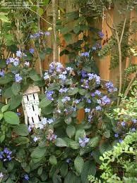 Image result for Eranthemum pulchellum