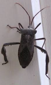 They put off a bad smell and often fly away and return to lay eggs by somehow piercing the pomegranate which will. Leaf Footed Bug Leaf Footed Bug Stink Bugs Bugs