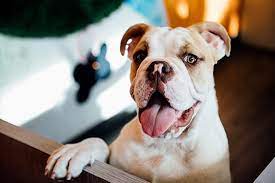 Explore other popular pets near you from over 7 million businesses with over 142 million reviews and opinions from yelpers. Overnight Dog Boarding Dogtopia Of South Elgin