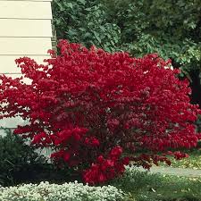 While it is a popular shrub, burning bush is also a shrub that is prone to a??overgrowinga?? Dwarf Burning Bush Little Moses Euonymus Alatus My Garden Life