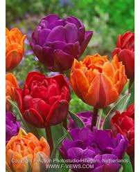 We did not find results for: 6 Tulip Bulbs Flower Bulbs The Charming Perennial Flowers In The Garden Are Full Of Exotic And Ornamental Farm Ranch Patio Lawn Garden Urbytus Com