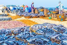Jump to navigation jump to search. Colombo Negombo Lagoon Private Tour With Boat Ride And Lunch 2021
