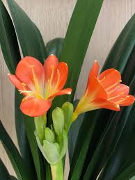 Image result for clivia