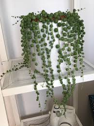 Check spelling or type a new query. My String Of Pearls Is Growing So Fast Indoorgarden