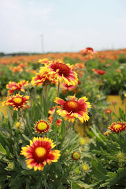 Gaillardia Flowers Butterfly Attractors Salt Tolerant Too We Also Call This Variety Indian Rabbit Resistant Plants Indian Blanket Flower Amazing Gardens
