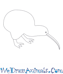 How To Draw A Kiwi Today we have been focusing on the letter k and how to draw a koala & kiwi. how to draw a kiwi