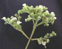 Image result for Premna sp.