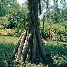 Image result for Pandanus utilis