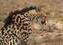 Newt In The Throat Twofacedsheep A King Cheetah Which Is Not A Baby Animals Cheetah Animals