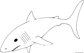 Shark line art #1944045 (license: Q8f3i Dcnszlm