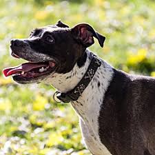 Boxador dog for adoption near wisconsin, mukwonago, usa. Boxer Puppies For Sale In Wisconsin Adoptapet Com