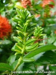 Image result for Combretum engleri