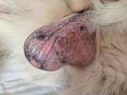 Image result for scrotum dog skin peeling