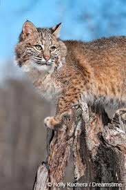 Bobcat Cats Wild Cats Bobcat Pictures
