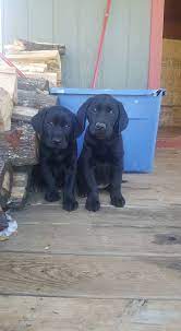 Pups are tired after their big move. Dg Kennels Our Black Lab Puppies Are 7 Weeks Old Now And Facebook