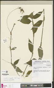 Image result for Commelina congesta