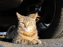 Masaustu Kedi Asagi Tekerlek Lastik 1600x1200 4kwallpaper 659914 Masaustu Arka Plan Hd Wallhere