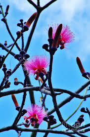 Image result for Bombax