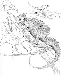 The moon and stars are no match for this spotted unicorn! Basilisk Lizard Coloring Page Coloringbay