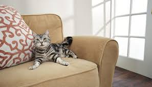 Kittens have boundless energy and curiosity, which means they require a lot of your time and energy. New Kitten Checklist Everything You Need When Bringing A Kitten Home Petco