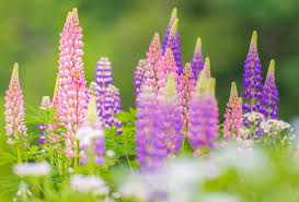 So Gesund Sind Susslupine Garten Gras Lupinen