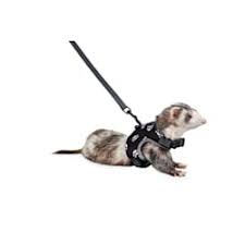 Let's assume you plan to purchase ferrets that are already spayed/neutered. Ferret Petco