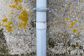 Ways to eliminate mold in basementit's not that mold is entirely bad. Green Mold Is It Dangerous And How To Remove It Restorationmaster