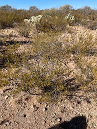 Tucson Backyard Gardening