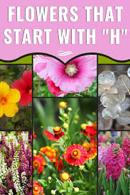 We did not find results for: 12 Heavenly Flowers That Start With H