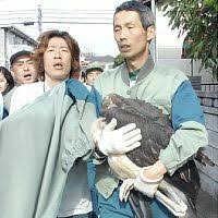 アフリカハゲコウ 捕獲 王様の耳はロバの耳