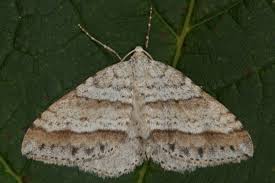Image result for Mesotype parallelolineata