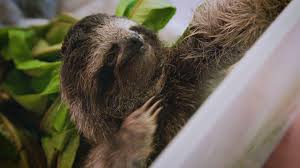 Baby sloth bath time = cute crack. It S International Sloth Day So You Have An Excuse To Be Lazy Cnn