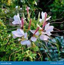 Image result for Cleome houtteana