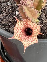 Image result for Huernia hislopii