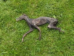 Mummified fox. : r/bonecollecting