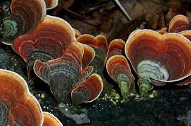 Image result for Pseudocolus schellenbergiae