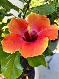Image result for Hibiscus noldeae