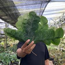 Image result for Rorippa cryptantha