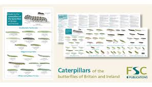 fsc fold out id chart caterpillars identification chart