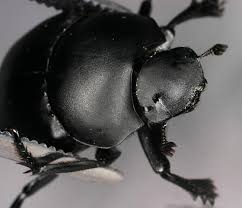 Image result for Canthium bugoyense