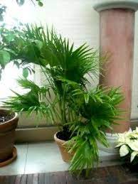 Pin On Plants Inspiration