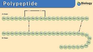 Predicted structure determined with atomic resolution. Polypeptide Definition And Examples Biology Online Dictionary
