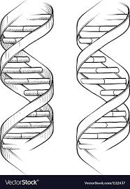 Download A Free Preview Or High Quality Adobe Illustrator Ai Eps Pdf And High Resolution Jpeg Versions Dna Tattoo Dna Drawing Dna Art