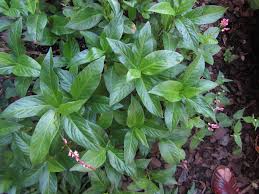 Image result for Indigofera dyeri