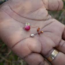 Image result for Triainolepis africana