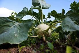 It's a food that pleases even the pickiest of eaters, it's fairly inexpensive and it's easy to cook. Growing Kohlrabi Greens Are Kohlrabi Leaves Edible
