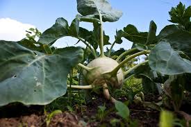 Here we explore where to buy kohlrabi and how to prep and eat this unusual vegetable. Growing Kohlrabi Greens Are Kohlrabi Leaves Edible