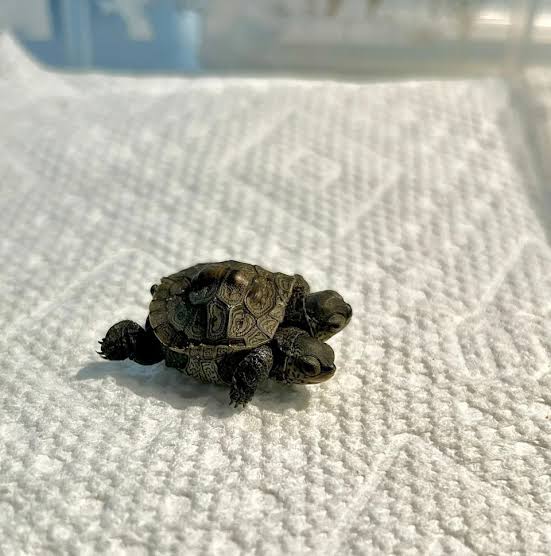 Rare two-headed turtle is found on Cape Cod - Yahoo