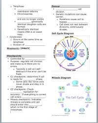 Rhys baker teaches science at arthur mellows village college in peterborough, uk. Cell Division And Mitosis Worksheet Answer Key And Worksheets 42 Re Mendations The Cell Cycle Worksheet High Cell Cycle Mitosis Interactive Science Notebook